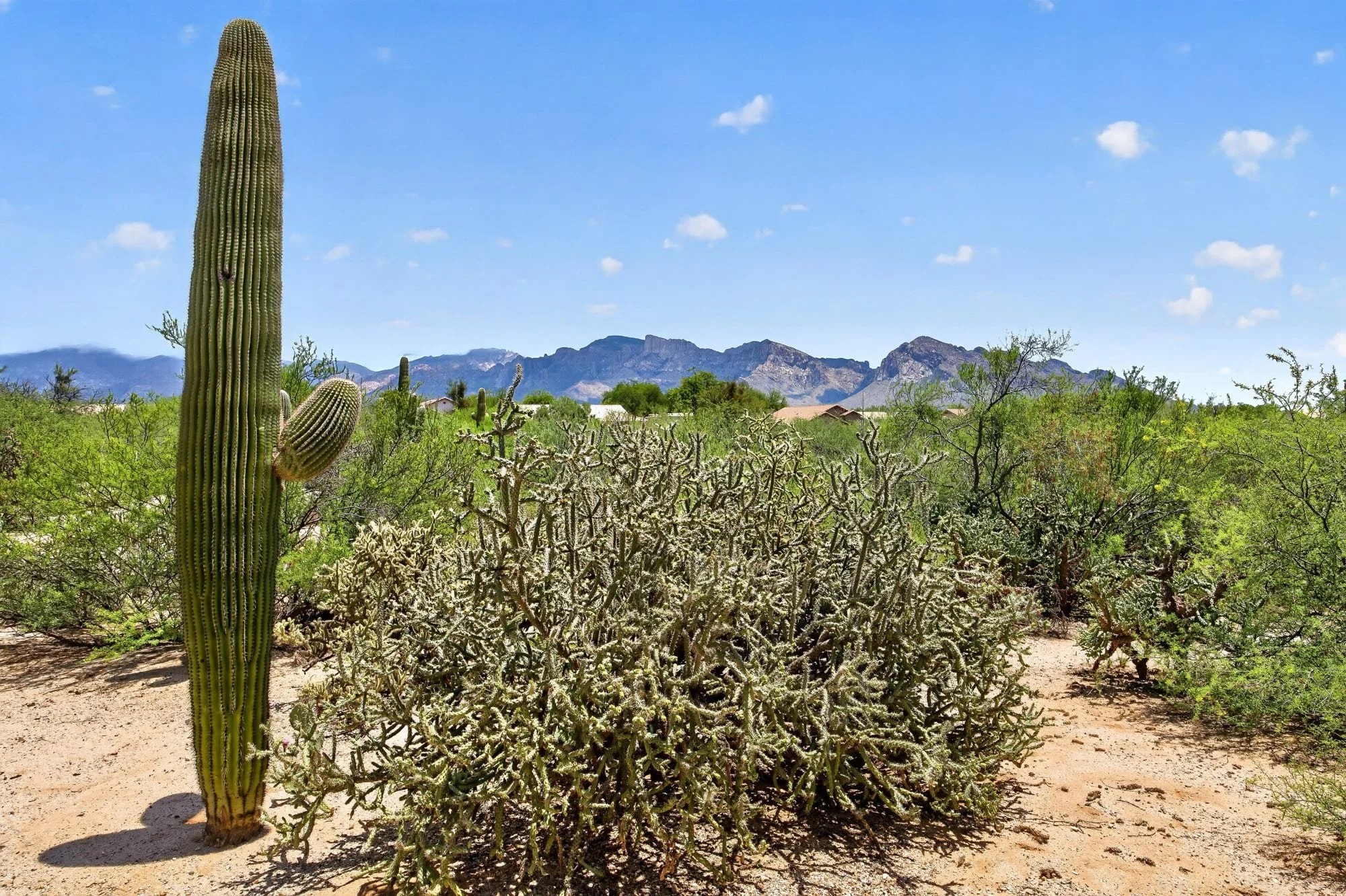 Saguaro and desert common area behind the home with the Catalina Mountains